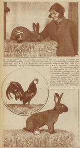 874161 Collage van 3 foto's betreffende de tentoonstelling, georganiseerd door drie pluimvee- en konijnenverenigingen ...